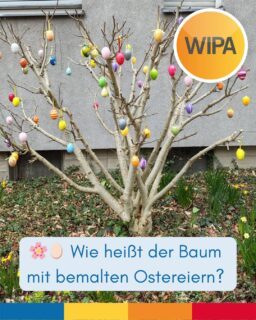 🌸🥚 Wie heißt der Baum mit bemalten Ostereiern? Der Baum mit bunten Ostereiern heißt Osterbaum oder Osterstrauch.
Der Osterbaum ist ein Baum oder Strauch, der zu Ostern mit bemalten oder bunten Eiern geschmückt wird. Oft benutzt man dafür Zweige von Forsythien, Kirschblüten oder Weidenkätzchen.
🌳 Osterbaum = Easter tree
🌿 Osterstrauch = Easter bush / Easter branches
Beispiel:
„Wir schmücken am Sonntag den Osterstrauch mit bunten Eiern.“
“We decorate the Easter bush with colorful eggs on Sunday.”
📚 Wichtige Wörter / Important words:
• schmücken = to decorate
• das Ei = egg
• bunt = colorful
• der Zweig = branch
✏️ Mini-Übung:
„Zu Ostern schmücken wir den ________ mit Eiern.“
“At Easter we decorate the ________ with eggs.”
#Deutschlernen #GermanVocabulary #EasterTree #Osterbaum #Osterstrauch #LearnGerman #EnglishVocabulary #DeutschUndEnglisch